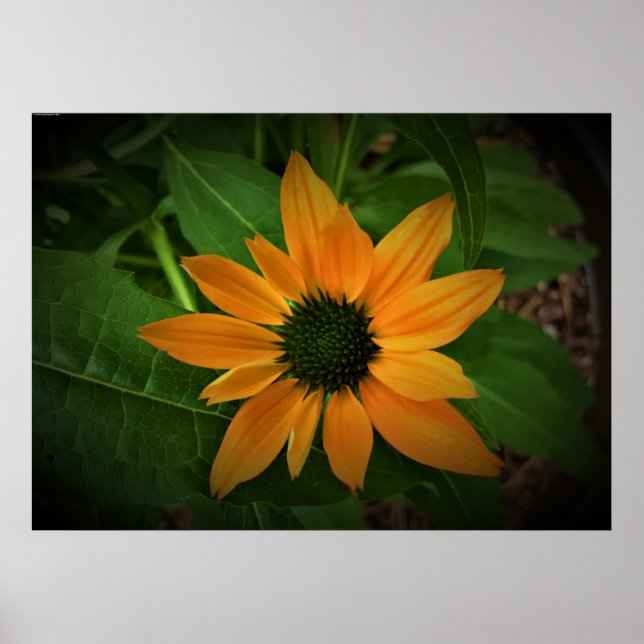 Coneflower, Poster (Front)