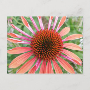 Coneflower/Rudbeckia Flower Postcards