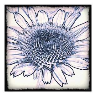 Coneflower Sketch Photo Print