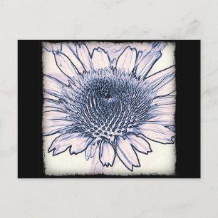 Coneflower Sketch Postcard