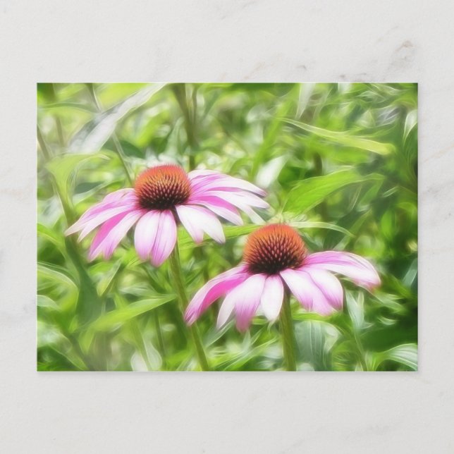 Coneflower Twins Postcard (Front)