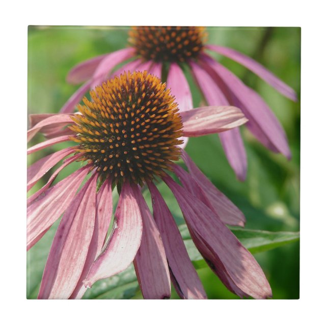 Coneflowers Ceramic Tile (Front)