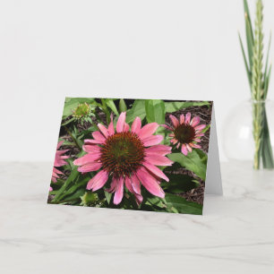 Coneflowers Greeting Card