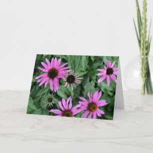 Coneflowers Greeting Card