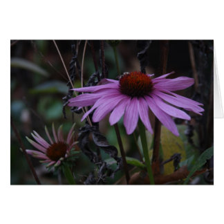 CONEFLOWERS IN FALL
