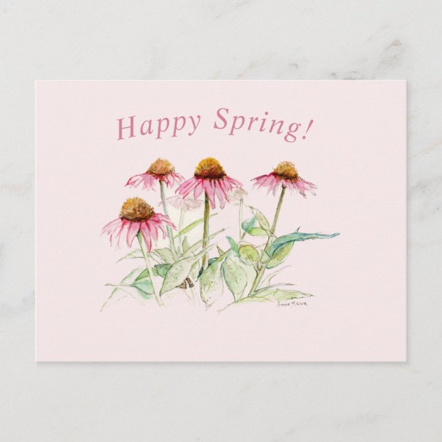Coneflowers  postcard (Front)