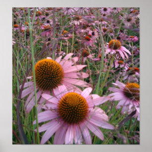 Coneflowers Poster