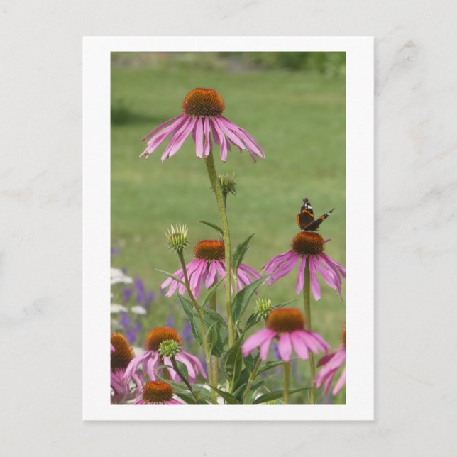 Coneflowers & Red Admiral Butterfly DIY Postcard (Front)