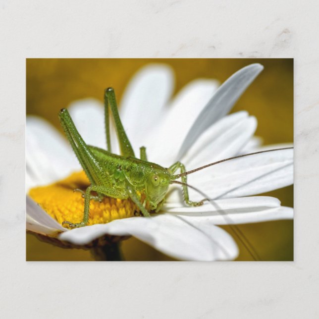 Conehead cricket on daisy postcard (Front)