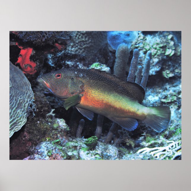 Coney Poster (Front)