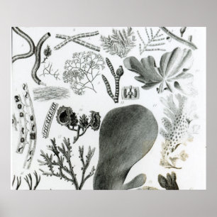 Conferra Fucus Poster