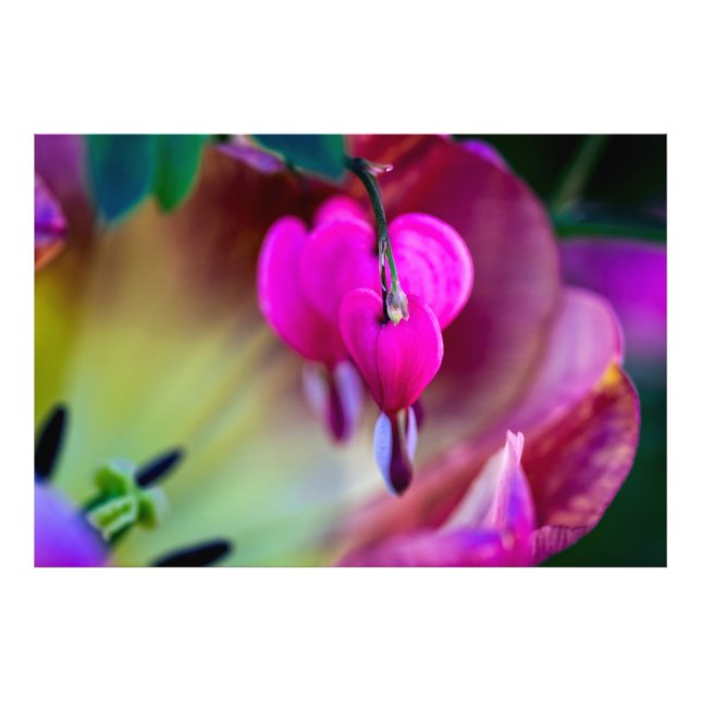 Confession Of Love Photo Print (Front)