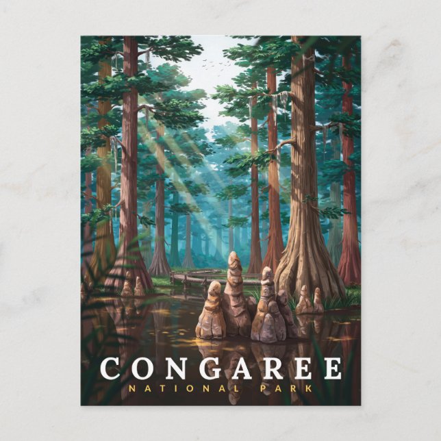 Congaree National Park Cypress Forest Postcard (Front)