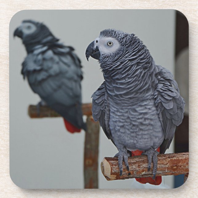 Congo African Gray Parrot in Mirror Coaster (Front)