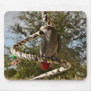 Congo African Grey on a Swing Mouse Pad