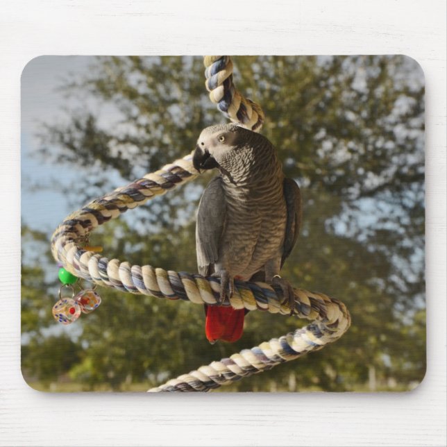 Congo African Grey on a Swing Mouse Pad (Front)
