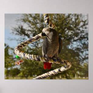 Congo African Grey on a Swing Poster