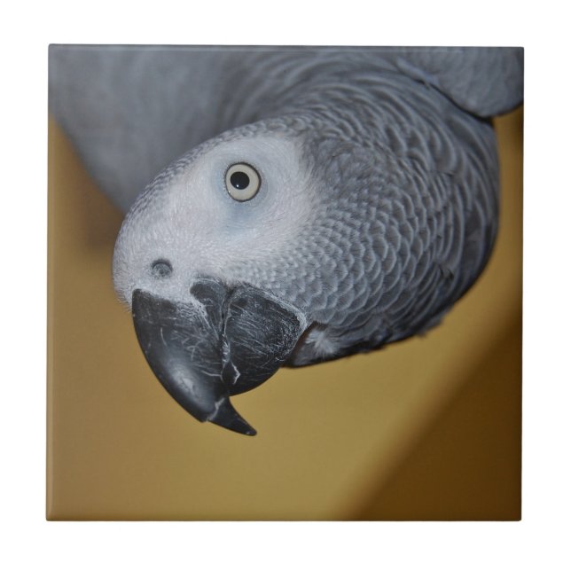 Congo African Grey Parrot Hello Tile (Front)