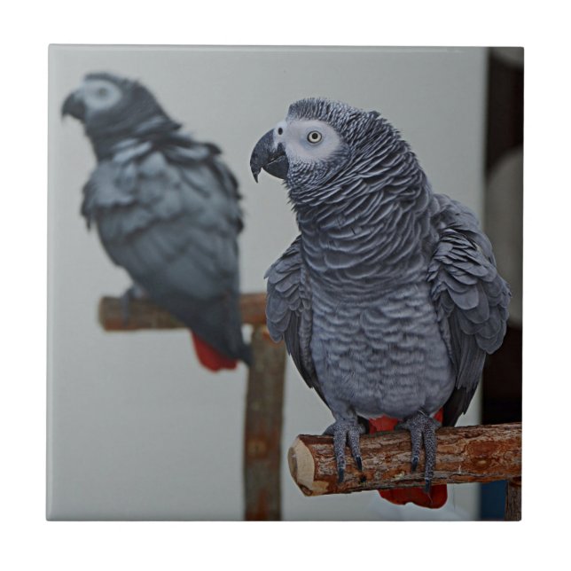 Congo African Grey Parrot in Mirror Ceramic Tile (Front)