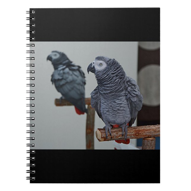 Congo African Grey Parrot in Mirror Notebook (Front)