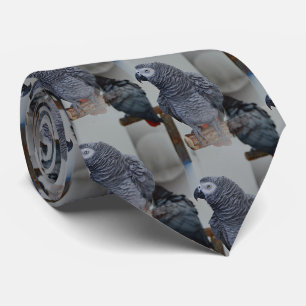 Congo African Grey Parrot in Mirror Tie