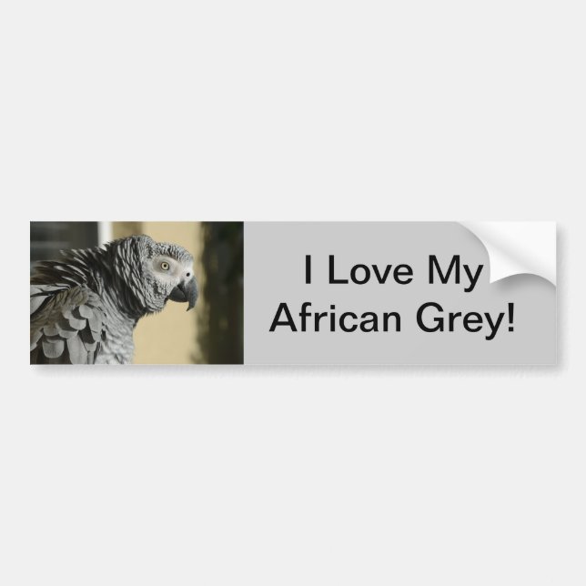 Congo African Grey Parrot with Ruffled Feathers Bumper Sticker (Front)