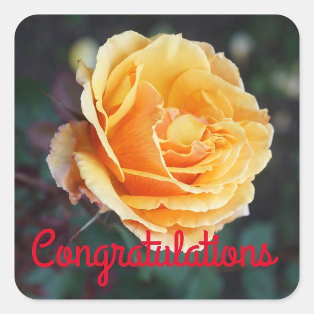 Congratulations About Face Rose #3 Stickers (Front)