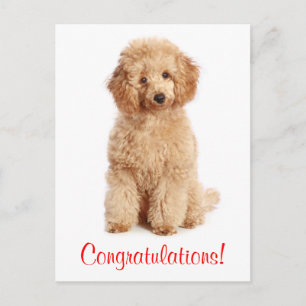 Congratulations Apricot Poodle Puppy Dog Postcard