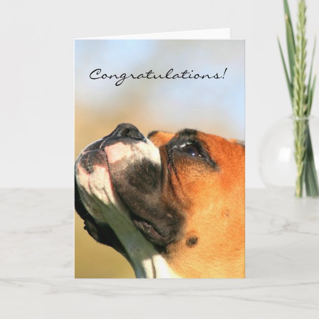Congratulations Boxer Dog Greeting Card (Front)