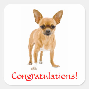 Congratulations Chihuahua Puppy Sticker