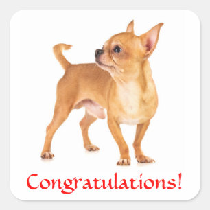 Congratulations Chihuahua Puppy Sticker