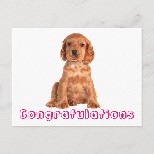 Congratulations Cocker Spaniel Puppy Dog Postcard (Front)