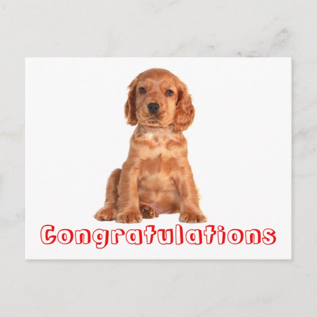 Congratulations Cocker Spaniel Puppy Dog Postcard (Front)