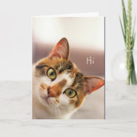 Congratulations! Cute Cat Kitten Animal Funny Card