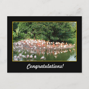 congratulations, flamingos postcard