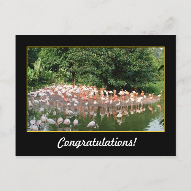 congratulations, flamingos postcard (Front)