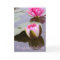 Congratulations Greeting Card with Water Lily