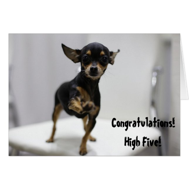 Congratulations High Five Dog Cute Chihuahua Funny (Front Horizontal)