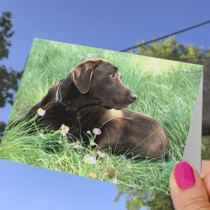Congratulations Labrador Retriever Thinking of You Card