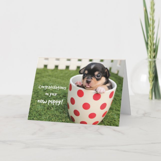 Congratulations on New Puppy, Adoption Chihuahua Card (Front)