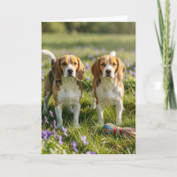 Congratulations on Two New Dogs! Welcome Beagles