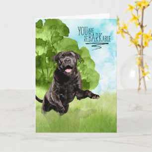 Congratulations reBARKable Cane Corso Dog Card
