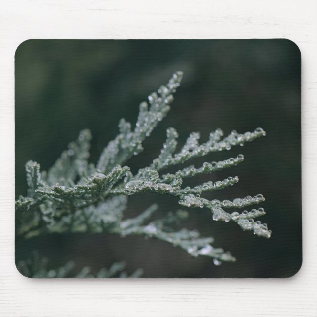 Conifer, Branch, Dew Mouse Pad (Front)