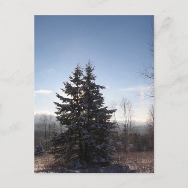 conifer postcard (Front)