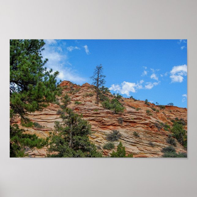 Conifer Trees Growing in Zion National Park, Utah Poster (Front)