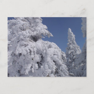 Conifer trees plastered with snow postcard