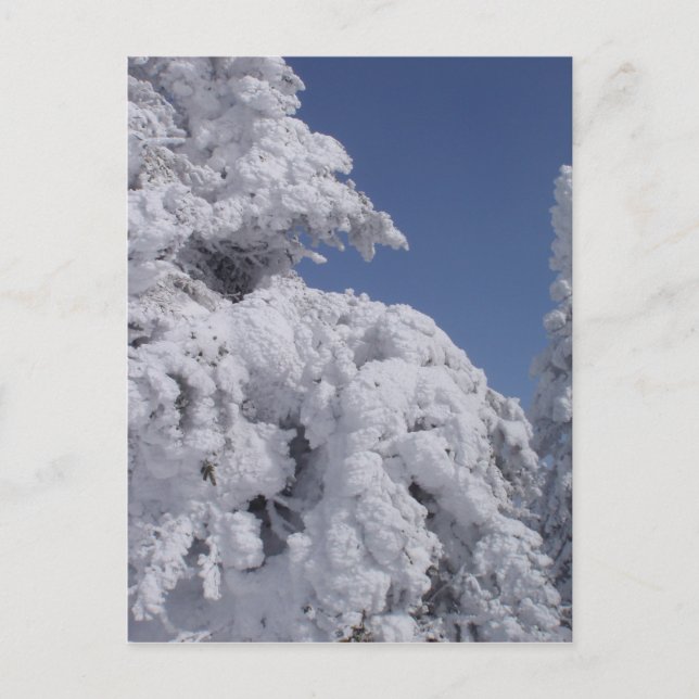 Conifer trees plastered with snow postcard (Front)