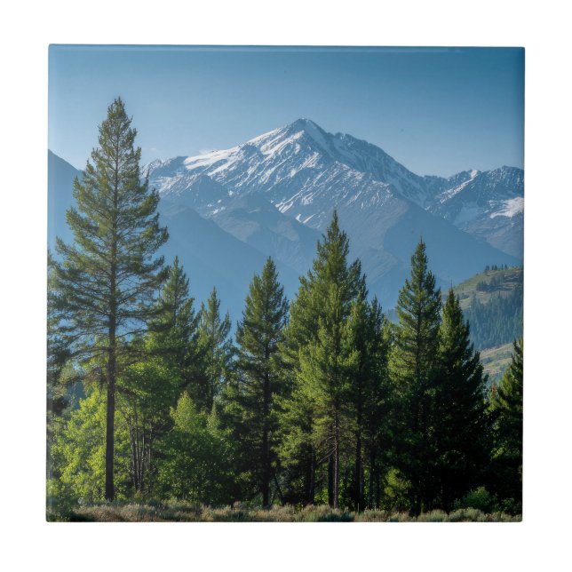 Coniferous Trees with Mountain Background Ceramic Tile (Front)