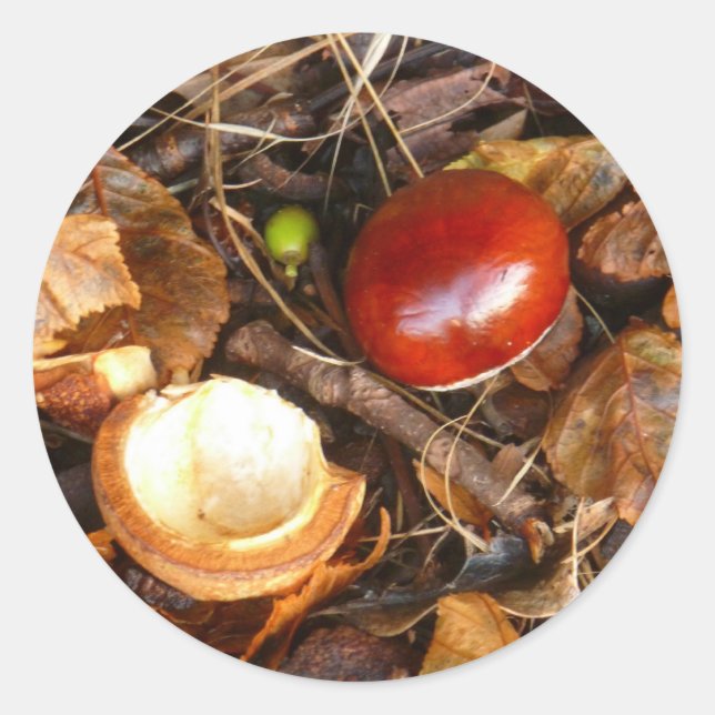 Conker and Seed Case Sticker (Front)