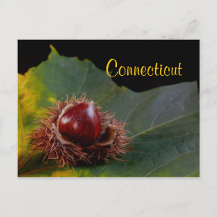 Connecticut, Autumn Leaf With Nut Postcard